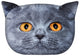 Designový polštář s motivem kočky Cat Cushion Dekorační polštář se skrytým zipem a výplní Cushion Leon
