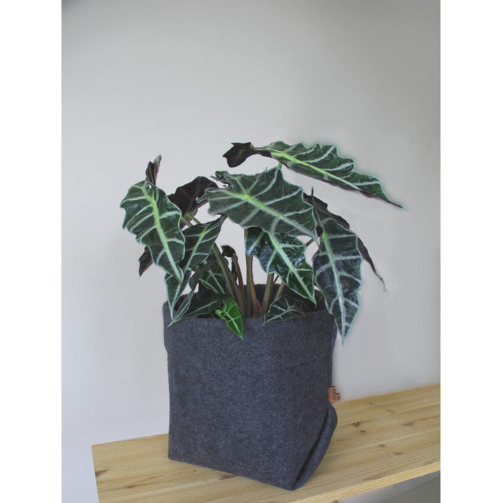 Plstěný obal na květináč Simple Bertoni EE016 velikost XL - 25 cm